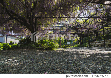 吉田町臨泉寺的長紫藤風景（靜岡縣） 129679743