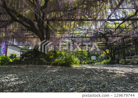 Scenery of the long wisteria at Rinsenji Temple in Yoshida Town (Shizuoka Prefecture) 129679744