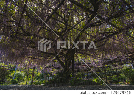 Scenery of the long wisteria at Rinsenji Temple in Yoshida Town (Shizuoka Prefecture) Scenery of the long wisteria at Rinsenji Temple in Yoshida Town (Shizuoka Prefecture) 129679746