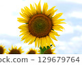 sunflower	 129679764