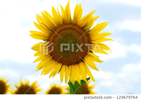 向日葵 129679764