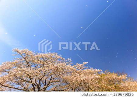 Cherry blossoms at Ayacho Bajikoen 129679826