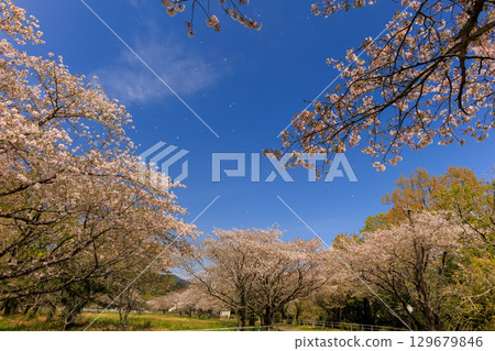 綾町馬路公園的櫻花 綾町馬路公園的櫻花 129679846