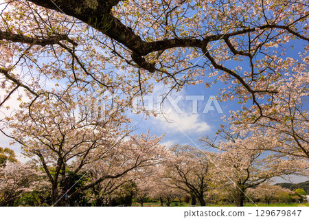 綾町馬路公園的櫻花 129679847
