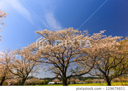Cherry blossoms at Ayacho Bajikoen 129679851