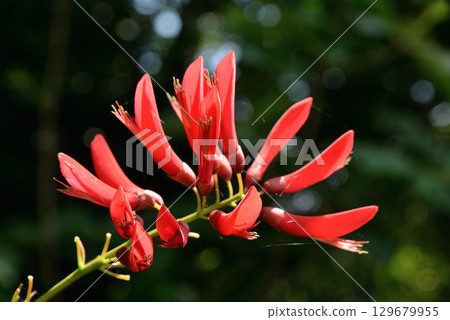 Coral stem Coral stem 129679955