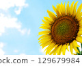 sunflower	 129679984