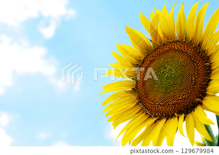 sunflower	 129679984