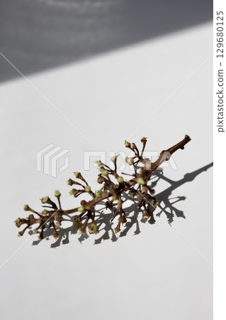 摘除所有果實後的閃亮麝香葡萄串 129680125