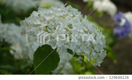 很多繡球花 很多繡球花 129680226