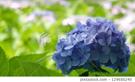 A lot of hydrangeas 129680240