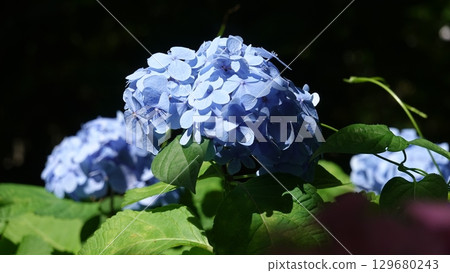 A lot of hydrangeas 129680243