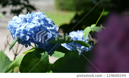 A lot of hydrangeas A lot of hydrangeas 129680244