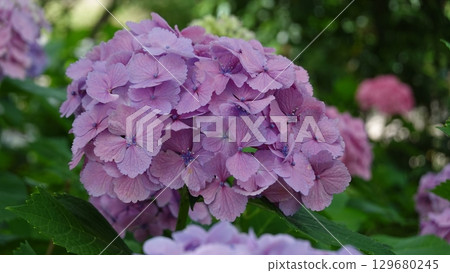 A lot of hydrangeas 129680245