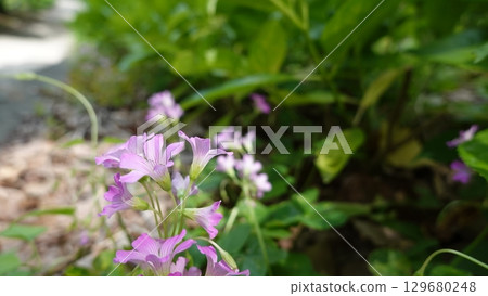 A lot of hydrangeas A lot of hydrangeas 129680248