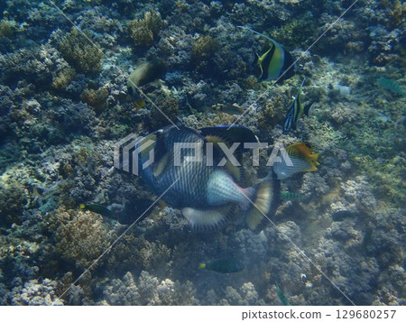 來自印尼吉利特拉旺安島的魚 129680257