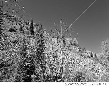 Trees and bushes in the mountain in autumn. Black and white photo. Trees and bushes in the mountain in autumn. Black and white photo. 129680341