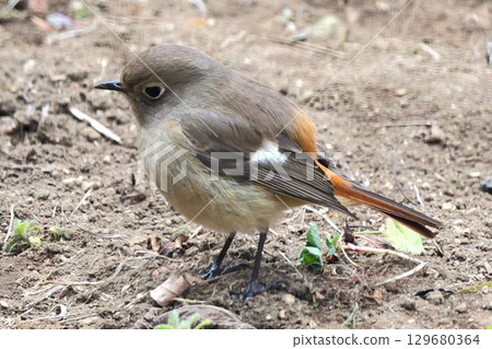 Kotobuki Kotobuki 129680364