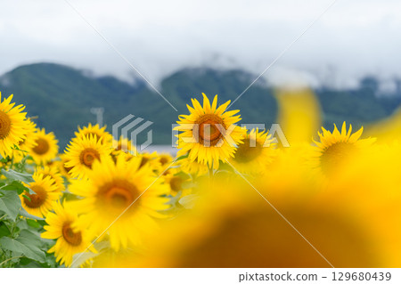 Sunflowers in Alps Azumino Horigane Village 129680439