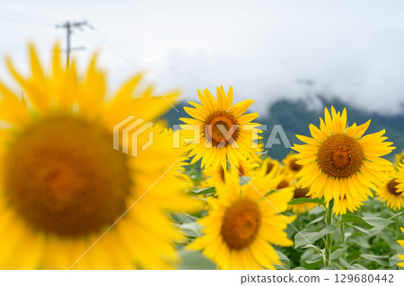 Sunflowers in Alps Azumino Horigane Village 129680442