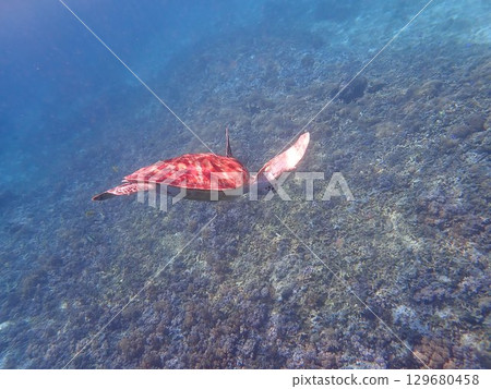 Sea turtles on Gili Trawangan Island, Indonesia Sea turtles on Gili Trawangan Island, Indonesia 129680458