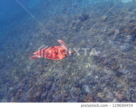 Sea turtles on Gili Trawangan Island, Indonesia 129680459