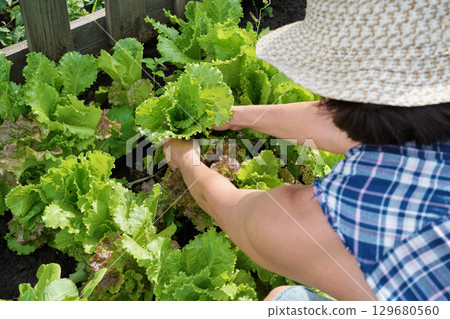 Female harvesting fresh lettuce in sunlit vegetable garden 129680560