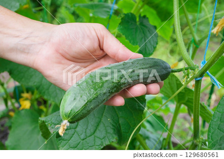 A woman's hand picks a ripe juicy cucumber that she grew herself 129680561