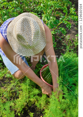Female harvesting fresh dill in vegetable garden 129680564