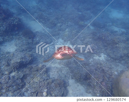 Sea turtles on Gili Trawangan Island, Indonesia 129680574
