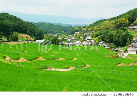 Asuka Village's summer rice terraces 129680646
