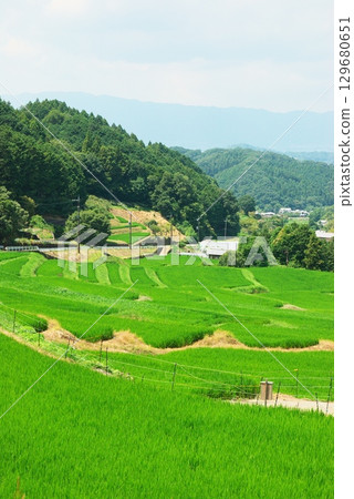 Asuka Village's summer rice terraces 129680651
