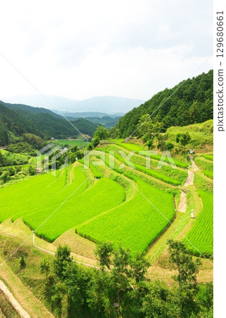 明日香村的夏季梯田 明日香村的夏季梯田 129680661