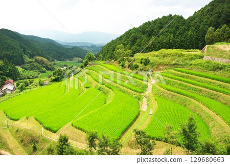 明日香村的夏季梯田 129680663