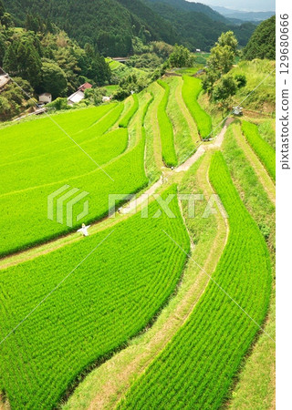 明日香村的夏季梯田 129680666