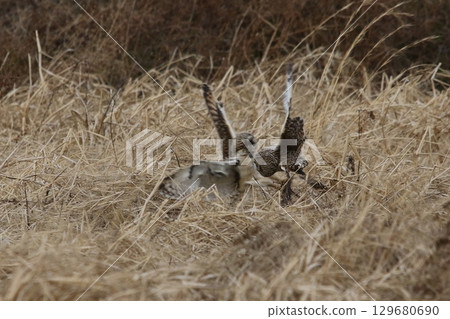 短耳鴞爭奪食物 短耳鴞爭奪食物 129680690