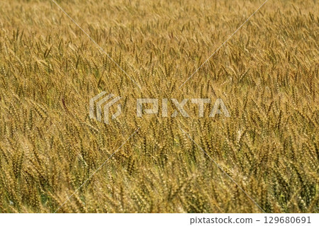 即將收穫的麥田 129680691