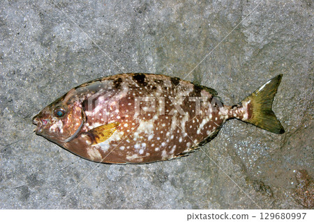 危險毒性鰭的兔魚 129680997