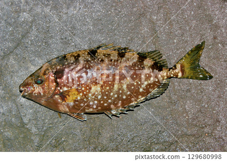 危險毒性鰭的兔魚 危險毒性鰭的兔魚 129680998