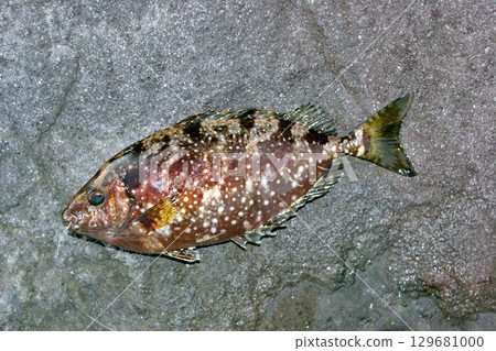 危險毒性鰭的兔魚 危險毒性鰭的兔魚 129681000