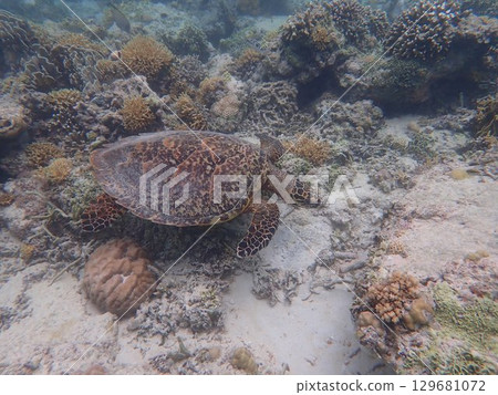 Sea turtles on Gili Meno Island, Indonesia 129681072