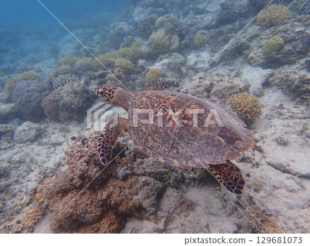 印尼吉利美諾島的海龜 129681073