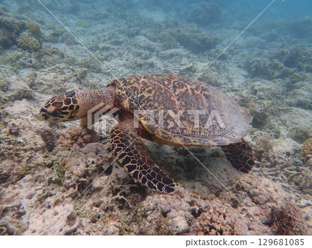 Sea turtles on Gili Meno Island, Indonesia 129681085