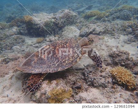 Sea turtles on Gili Meno Island, Indonesia 129681094