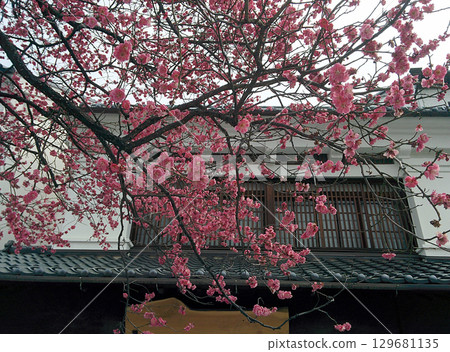 Old house with plum flowers The eaves and lattice door of a Japanese house where red plum blossoms have begun to bloom 129681135