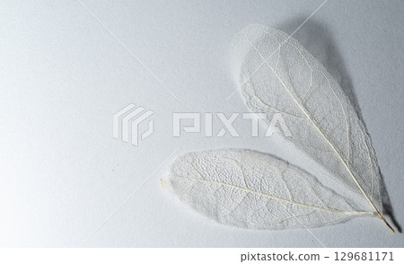 骨架葉的美麗白色葉脈 129681171