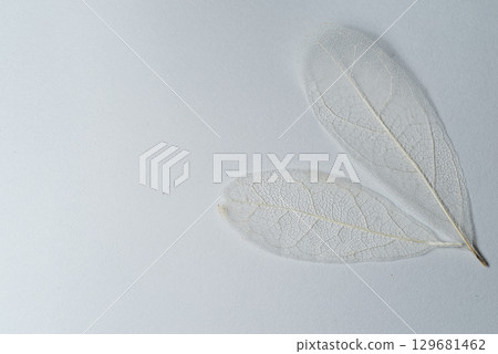 骨架葉的美麗白色葉脈 骨架葉的美麗白色葉脈 129681462