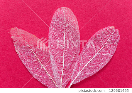 Beautiful white veins on a red background Skeleton leaf Beautiful white veins on a red background Skeleton leaf 129681465