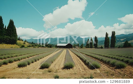 Lavender Field Leading to Barn with Mountain Backdrop Under Clou 129681889