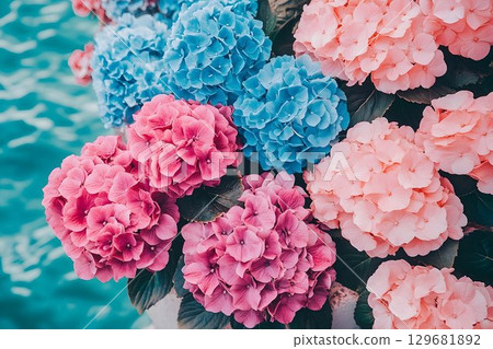 Vibrant Hydrangeas by Turquoise Water: A Summer Bloom 129681892
